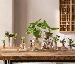 Dehner Waterplant Balsamapfel im Kugelglas - Clusia rosea 'Princess', mit LED Grün Sale