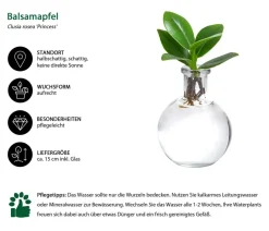 Dehner Zimmerpflanzen Mit Übertopf|Grünpflanzen - Waterplant Balsamapfel im Kugelglas - Clusia rosea 'Princess', ca. 15 cm Grün