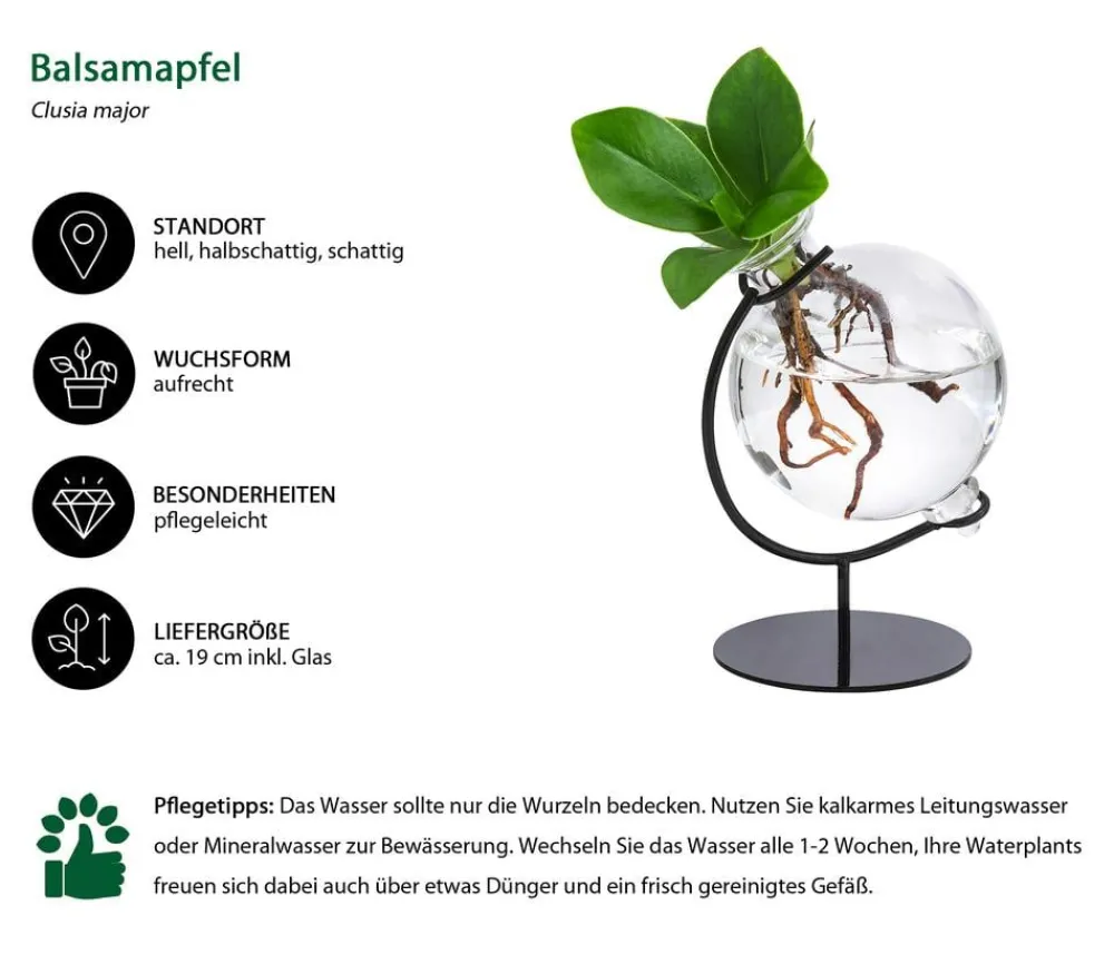 Dehner Grünpflanzen|Waterplants & Flaschengärten > Waterplant Balsamapfel Victoria im Kugelglas - Clusia major