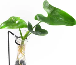 Dehner Grünpflanzen|Waterplants & Flaschengärten - Waterplant Baumfreund im Glas - Philodendron 'Fun Bun', mit LED Grün