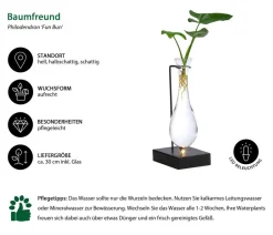 Dehner Grünpflanzen|Waterplants & Flaschengärten - Waterplant Baumfreund im Glas - Philodendron 'Fun Bun', mit LED Grün