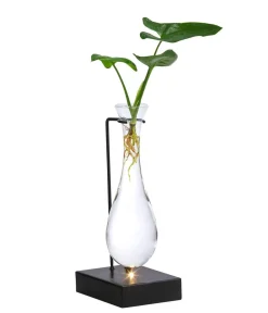 Dehner Grünpflanzen|Waterplants & Flaschengärten - Waterplant Baumfreund im Glas - Philodendron 'Fun Bun', mit LED Grün