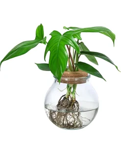 Dehner Waterplant Baumfreund im Kugelglas - Phiolodendron 'Florida Green' Grün Clearance
