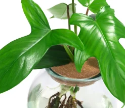 Dehner Waterplant Baumfreund im Kugelglas - Phiolodendron 'Florida Green' Grün Clearance