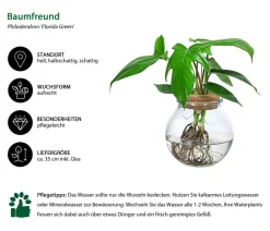 Dehner Waterplant Baumfreund im Kugelglas - Phiolodendron 'Florida Green' Grün Clearance