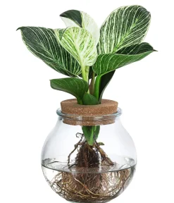 Dehner Grünpflanzen|Waterplants & Flaschengärten - Waterplant Baumfreund im Kugelglas - Philodendron 'White Wave'
