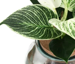 Dehner Grünpflanzen|Waterplants & Flaschengärten - Waterplant Baumfreund im Kugelglas - Philodendron 'White Wave'