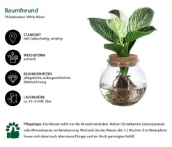 Dehner Grünpflanzen|Waterplants & Flaschengärten - Waterplant Baumfreund im Kugelglas - Philodendron 'White Wave'