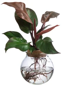Dehner Waterplants & Flaschengärten - Waterplant Baumfreund im Kugelglas - Philodendron erubescens 'Sunlight', ca. 30 cm