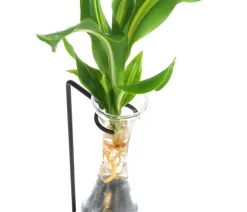 Dehner Grünpflanzen|Waterplants & Flaschengärten > Waterplant Drachenbaum im Glas - Dracaena fragrans 'Burley', mit LED