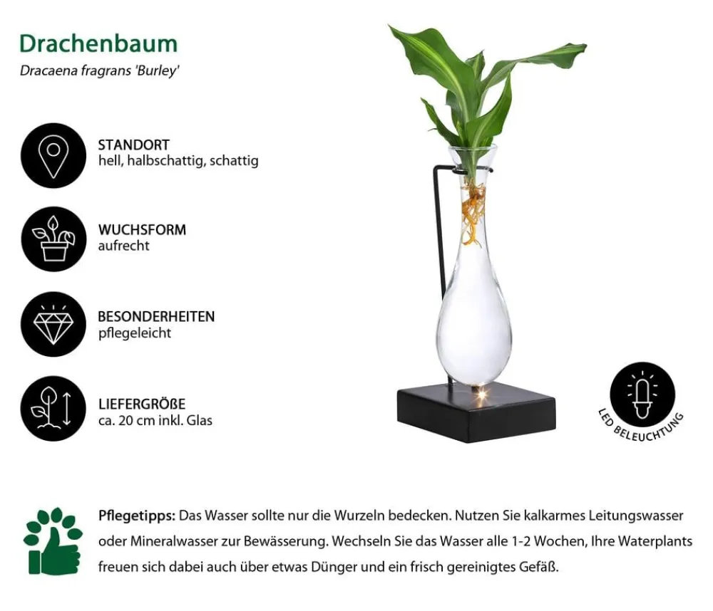 Dehner Grünpflanzen|Waterplants & Flaschengärten > Waterplant Drachenbaum im Glas - Dracaena fragrans 'Burley', mit LED