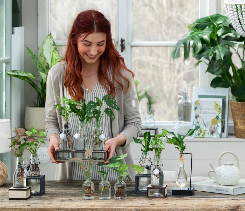 Dehner Grünpflanzen|Waterplants & Flaschengärten > Waterplant Drachenbaum im Glas - Dracaena fragrans 'Burley', mit LED