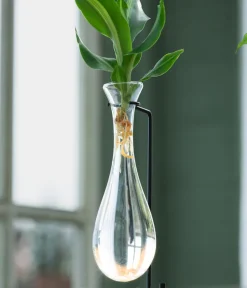 Dehner Grünpflanzen|Waterplants & Flaschengärten > Waterplant Drachenbaum im Glas - Dracaena fragrans 'Burley', mit LED