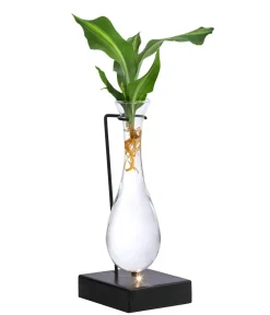 Dehner Grünpflanzen|Waterplants & Flaschengärten > Waterplant Drachenbaum im Glas - Dracaena fragrans 'Burley', mit LED
