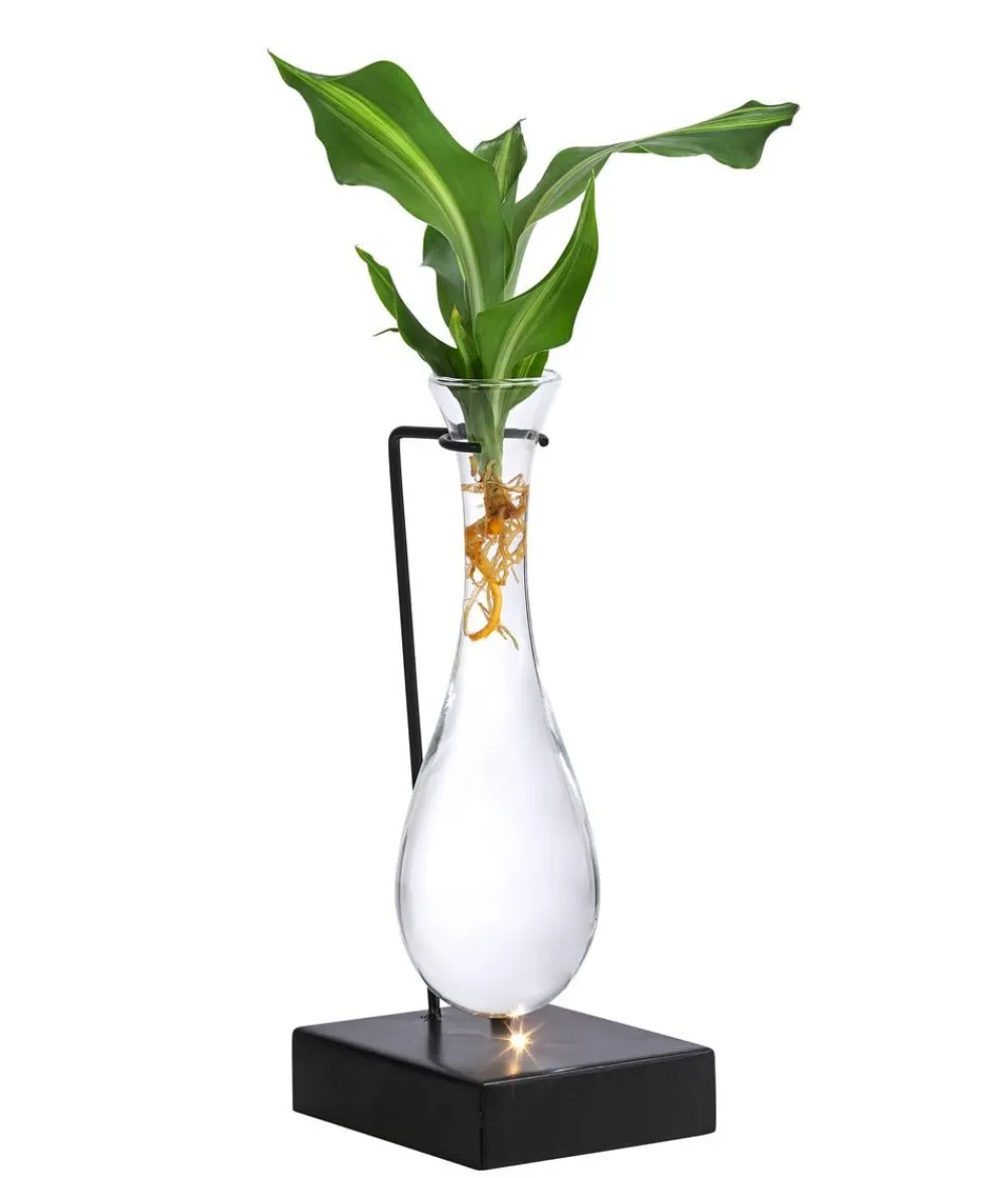 Dehner Grünpflanzen|Waterplants & Flaschengärten > Waterplant Drachenbaum im Glas - Dracaena fragrans 'Burley', mit LED