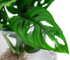 Dehner Waterplant Fensterblatt im Glas - Monstera adansonii, ca. 30 cm Grün Best