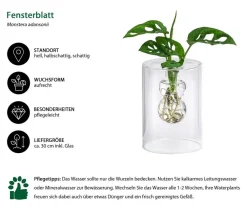Dehner Grünpflanzen|Waterplants & Flaschengärten - Waterplant Fensterblatt im Glas - Monstera adansonii, ca. 30 cm Grün