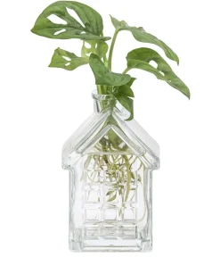 Dehner Raritäten|Grünpflanzen - Waterplant Fensterblatt im Häuschen - Monstera adansonii Grün