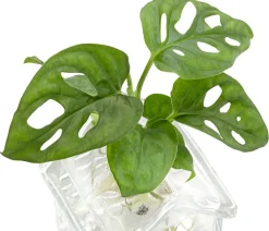 Dehner Raritäten|Grünpflanzen - Waterplant Fensterblatt im Häuschen - Monstera adansonii Grün