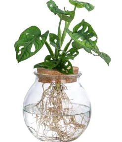 Dehner Zimmerpflanzen Mit Übertopf|Grünpflanzen > Waterplant Fensterblatt im Kugelglas - Monstera adansonii, ca. 25 cm