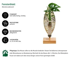 Dehner Zimmerpflanzen Mit Übertopf|Grünpflanzen - Waterplant Fensterblatt Verona im Reagenzglas - Monstera adansonii Grün