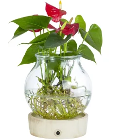 Dehner Waterplant Flamingoblume im Kugelglas - Anthurium 'Red Champion', mit LED Rot Clearance