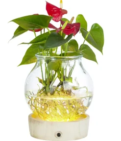 Dehner Waterplant Flamingoblume im Kugelglas - Anthurium 'Red Champion', mit LED Rot Clearance