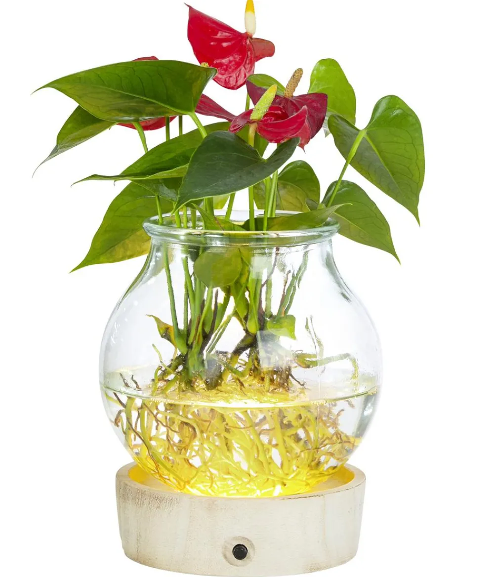 Dehner Waterplant Flamingoblume im Kugelglas - Anthurium 'Red Champion', mit LED Rot Clearance