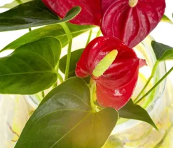 Dehner Waterplant Flamingoblume im Kugelglas - Anthurium 'Red Champion', mit LED Rot Clearance