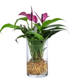 Dehner Waterplants & Flaschengärten > Waterplant Flamingoblume im Glas - Anthurium 'Zizou'