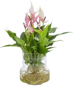 Dehner Waterplants & Flaschengärten > Waterplant Flamingoblume im Glas - Anthurium 'Lilli'