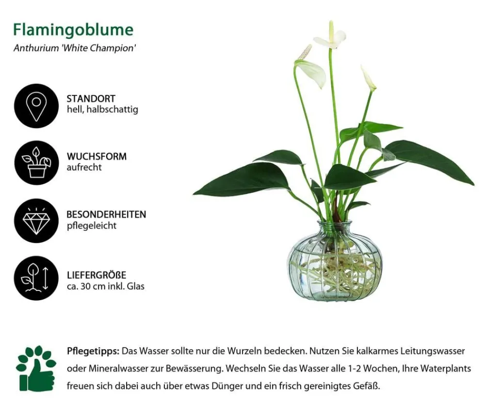 Dehner Waterplants & Flaschengärten > Waterplant Flamingoblume im en Glas - Anthurium 'White Champion'