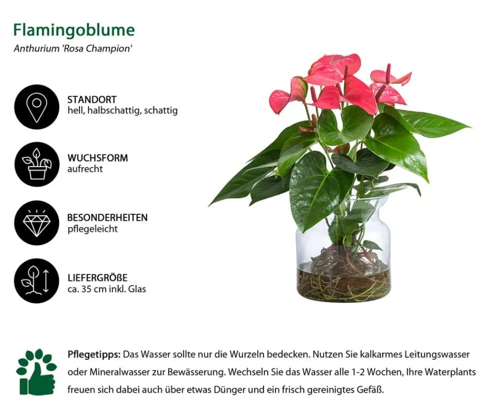 Dehner Waterplant Flamingoblume im Glas - Anthurium ' Champion' Rosa Discount