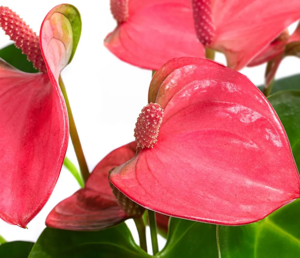 Dehner Waterplant Flamingoblume im Glas - Anthurium ' Champion' Rosa Discount
