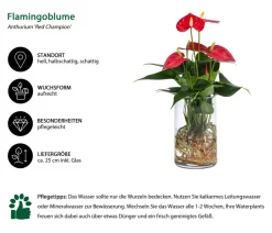 Dehner Waterplants & Flaschengärten - Waterplant Flamingoblume im Glas - Anthurium 'Red Champion' Rot