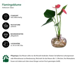 Dehner Waterplants & Flaschengärten - Waterplant Flamingoblume im Glas - Anthurium ' Champion'