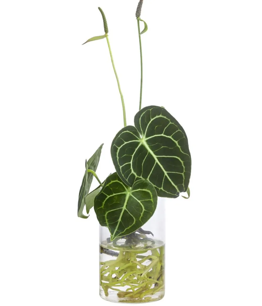 Dehner Raritäten|Grünpflanzen > Waterplant Herzblattblume im kleinen Glas - Anthurium Clarinervium