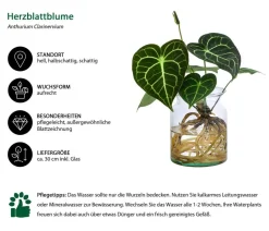 Dehner Einblatt & Flamingoblumen|Grünpflanzen > Waterplant Herzblattblume im Glas - Anthurium Clarinervium