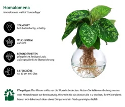 Dehner Waterplant Homalomena im Kugelglas - Homalomena wallisii 'Camouflage', ca. 30 cm