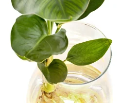 Dehner Raritäten|Grünpflanzen - Waterplant Paradisvogelblume im Glas - Strelizia reginae, mit LED Grün