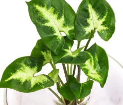 Dehner Grünpflanzen|Waterplants & Flaschengärten - Waterplant Purpurtute im Glas - Syngonium podophyllum 'Arrow', ca. 30 cm Grün
