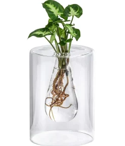 Dehner Grünpflanzen|Waterplants & Flaschengärten - Waterplant Purpurtute im Glas - Syngonium podophyllum 'Arrow', ca. 30 cm Grün
