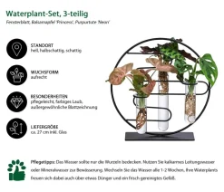 Dehner Waterplant-Set Dubai in Reagenzgläsern, 3-teilig Clearance