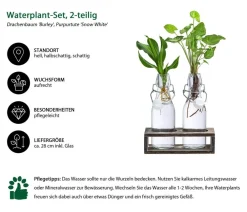 Dehner Grünpflanzen|Waterplants & Flaschengärten - Waterplant-Set Duo in Glasflaschen, 2-teilig Grün