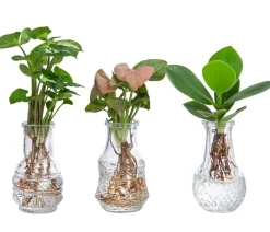 Dehner Waterplant-Set in Vasen, 3-teilig Grün Online