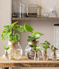 Dehner Waterplant-Set in Vasen, 3-teilig Grün Online