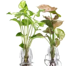 Dehner Grünpflanzen|Waterplants & Flaschengärten > Waterplant-Set Purpurtute in Glasflaschen - Syngonium podophyllum, 2-teilig