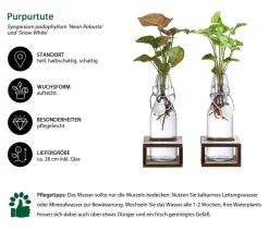 Dehner Grünpflanzen|Waterplants & Flaschengärten > Waterplant-Set Purpurtute in Glasflaschen - Syngonium podophyllum, 2-teilig