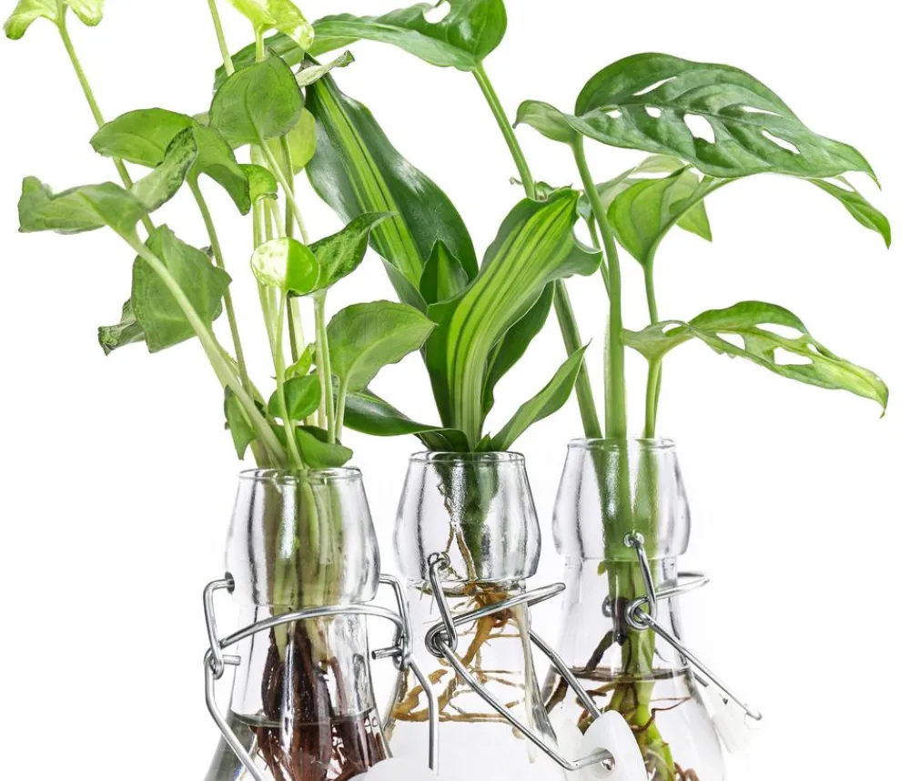 Dehner Grünpflanzen|Waterplants & Flaschengärten > Waterplant-Set Trio in Glasflaschen, 3-teilig