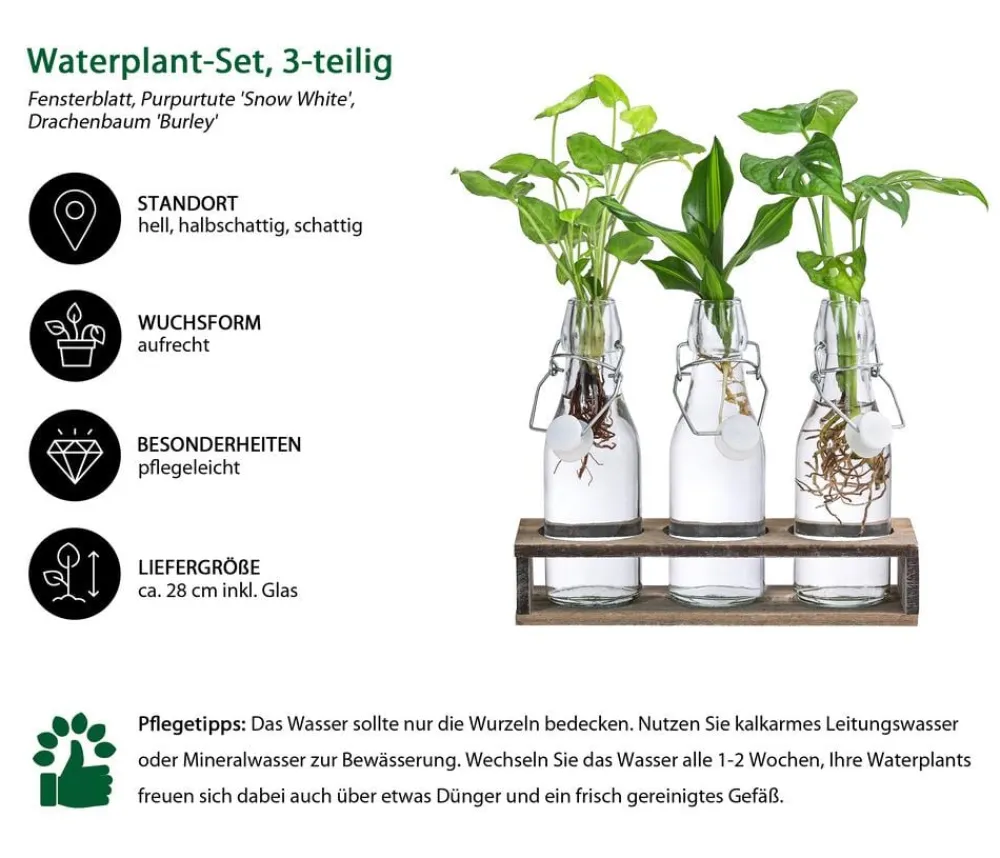 Dehner Grünpflanzen|Waterplants & Flaschengärten > Waterplant-Set Trio in Glasflaschen, 3-teilig